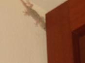 Esclusivo geco renzista Alfonso tornato!, rifiuta orgogliosamente “posto fisso” sistemato bagno conflitto COBAS della scuola.