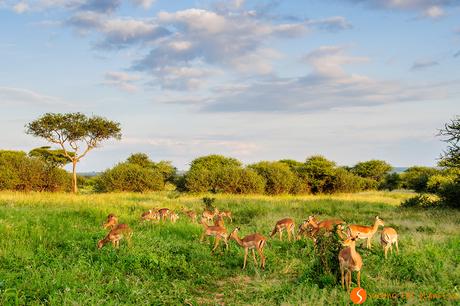 Viaggio in Tanzania – Safari nel Parco Tarangire