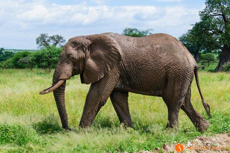 Viaggio in Tanzania – Safari nel Parco Tarangire