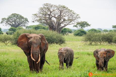 Viaggio in Tanzania – Safari nel Parco Tarangire