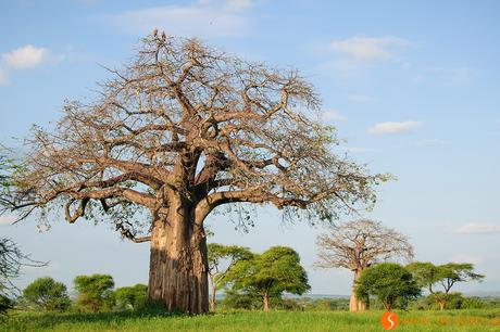 Viaggio in Tanzania – Safari nel Parco Tarangire