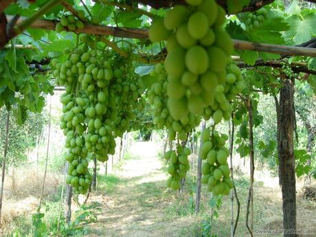 Pergolato di uva- Gluten Free Travel & Living