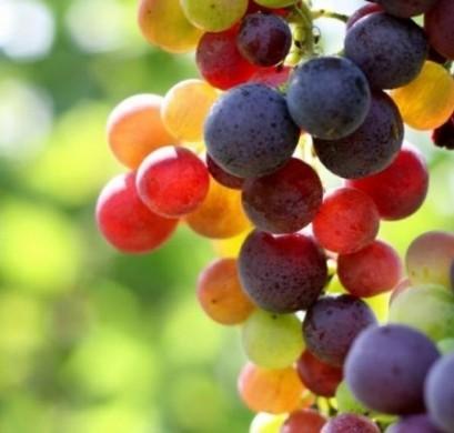 Acini di uva- Gluten Free Travel & Living