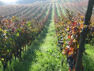 Spalliera di uva - Gluten Free Travel & Living