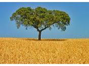 Raccogliamo frutti nostro lavoro, consiglio settimana migliorare propria vita quella altrui