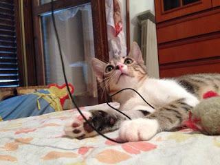 PAVIA. Il Grand Hotel dei gatti: il piccolo paradiso per felini voluto da Anita e Sergio.