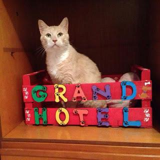 PAVIA. Il Grand Hotel dei gatti: il piccolo paradiso per felini voluto da Anita e Sergio.