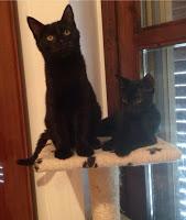 PAVIA. Il Grand Hotel dei gatti: il piccolo paradiso per felini voluto da Anita e Sergio.