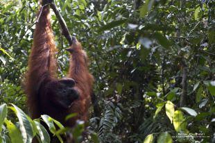 Tanjung Puting National Park – Kalimantan (Borneo Indonesiano)