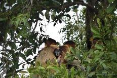 Tanjung Puting National Park – Kalimantan (Borneo Indonesiano)