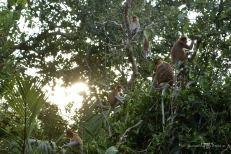 Tanjung Puting National Park – Kalimantan (Borneo Indonesiano)