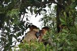 Tanjung Puting National Park – Kalimantan (Borneo Indonesiano)