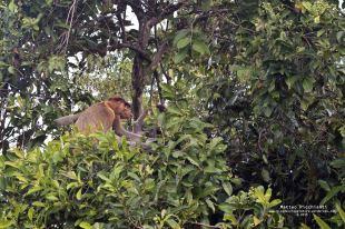 Tanjung Puting National Park – Kalimantan (Borneo Indonesiano)