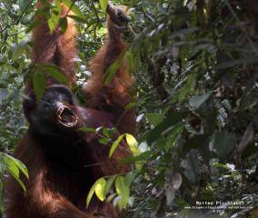 Tanjung Puting National Park – Kalimantan (Borneo Indonesiano)