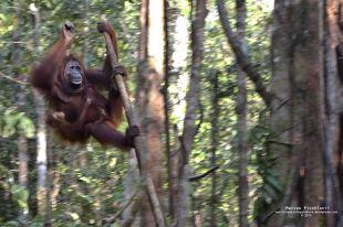 Tanjung Puting National Park – Kalimantan (Borneo Indonesiano)