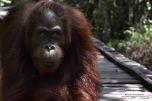 Tanjung Puting National Park – Kalimantan (Borneo Indonesiano)