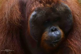 Tanjung Puting National Park – Kalimantan (Borneo Indonesiano)