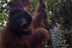 Tanjung Puting National Park – Kalimantan (Borneo Indonesiano)