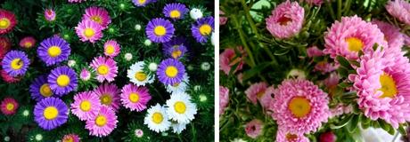 Stagionalità: fiori di fine estate – inizio autunno