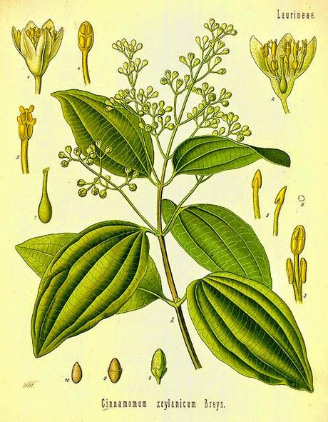 Cannella, olio essenziale