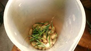 Hummus di fagioli cannellini e rosmarino