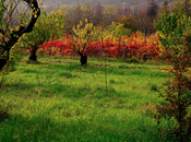 L'autunno seconda primavera, quando ogni foglia fiore