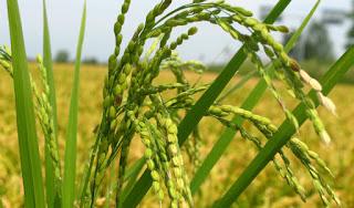 GAMBARANA (pv).Riso, giornata tecnica in Lomellina con SIS, Coldiretti Pavia e Terrepadane