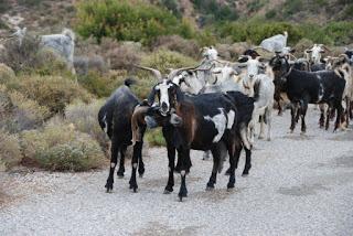 Ebridi in salsa greca: le isole Fourni (e Samos) - Parte I