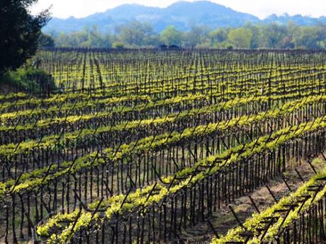 Sognando la California: festival, concerti e degustazioni nella regione del vino