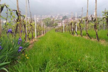 Sognando la California: festival, concerti e degustazioni nella regione del vino