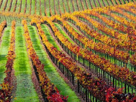 Sognando la California: festival, concerti e degustazioni nella regione del vino