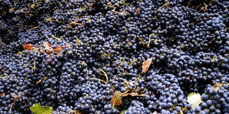 Sognando la California: festival, concerti e degustazioni nella regione del vino