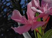 [Confronto] Migliore fotocamera Huawei Honor