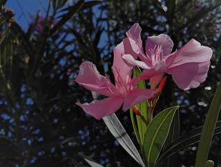 [Confronto] Migliore fotocamera tra Huawei P8 e Honor 7