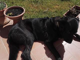 [Confronto] Migliore fotocamera tra Huawei P8 e Honor 7