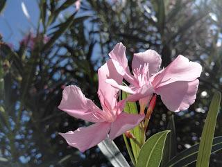 [Confronto] Migliore fotocamera tra Huawei P8 e Honor 7