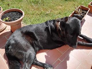 [Confronto] Migliore fotocamera tra Huawei P8 e Honor 7