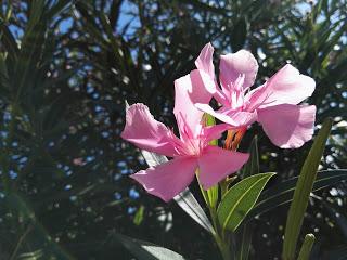 [Confronto] Migliore fotocamera tra Huawei P8 e Honor 7