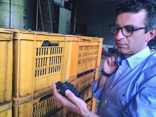 TORRAZZA COSTE (pv). Le sette eccellenze dell'Oltrepò Pavese premiate con I Tre Bicchieri Gambero Rosso.