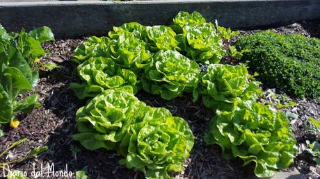 Community garden & working bees