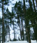 Le foreste più dense? In Finlandia
