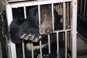 Orsi della Luna, abusi e torture per estrarre la loro prezosa bile