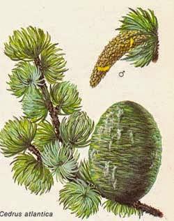 Cedro, olio essenziale