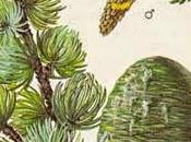 Cedro, olio essenziale