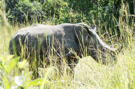 Primo giorno in Uganda: da Kampala allo Ziwa Rhino Sanctuary