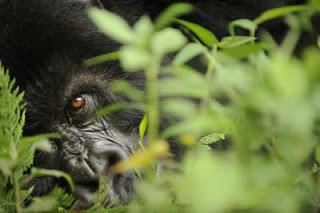 AGENDA PIANETA TERRA E PREMIO NOBEL PER GLI ANIMALI: RASSEGNA STAMPA