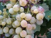 Asprinio Malvasia nera Lecce Negroamaro Biotipo grappolo spargolo