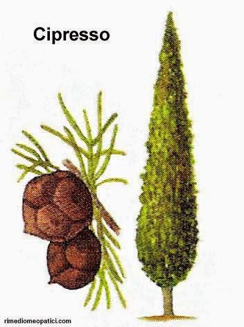 Cipresso, olio essenziale
