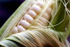 Barba di meliga: il mais che depura