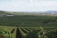 Champagne Jacquart: La Vendemmia 2015